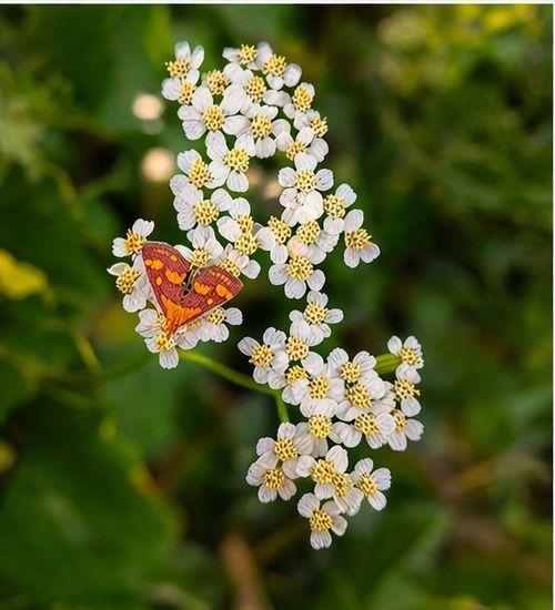 White yarrow with butterfly